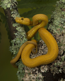 snake